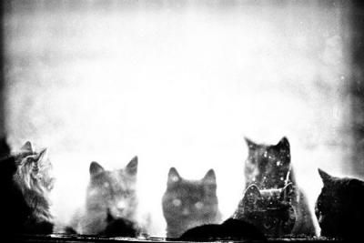 adc-photo-la-nature-selon-spricigo_breveon862.jpg